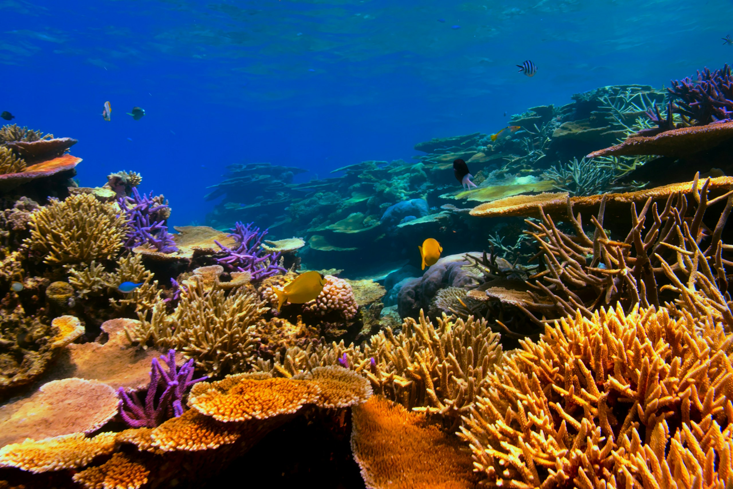 A shallow coral garden crowded with reef fish in clear blue water